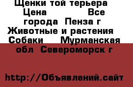 Щенки той терьера › Цена ­ 10 000 - Все города, Пенза г. Животные и растения » Собаки   . Мурманская обл.,Североморск г.